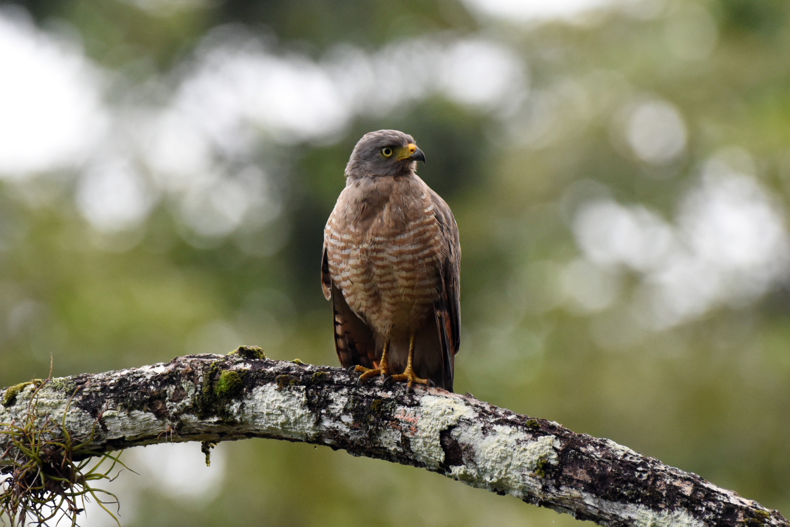 image Roadside Hawk